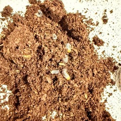 さしあげます　コクワガタ幼虫　の画像