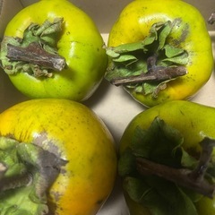 渋柿1.5kg　種なし 種あり 大小ミックスの画像