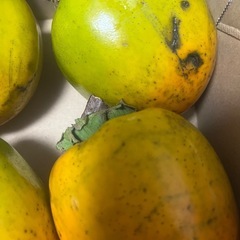 渋柿1.5kg　種なし 種あり 大小ミックスの画像