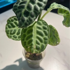 観葉植物 
アルディシアタートルバックの画像