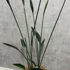 観葉植物 
ストレチア、ユンケア(ノンリーフ)の画像