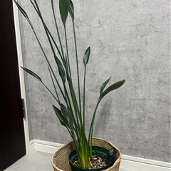 観葉植物 
ストレチア、ユンケア(ノンリーフ)の画像