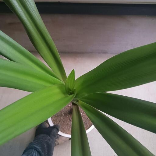 レア☆5 ハマユウ ハマオモト 6号 赤葉 銅葉 レア☆2 ハマユウ ハマオモト