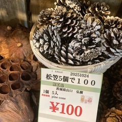 松笠5個での画像