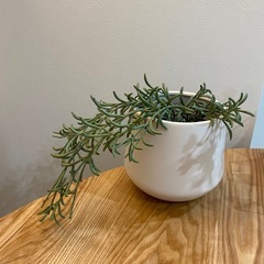 （美品）standard products鉢➕植物スタンドの画像