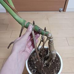 4 モンステラ　6号　幹立ち　幹上がり　観葉植物の画像
