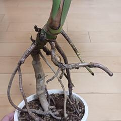 4 モンステラ　6号　幹立ち　幹上がり　観葉植物の画像