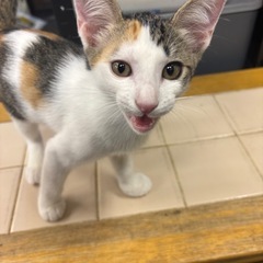 三毛猫　メス　5ヶ月くらい