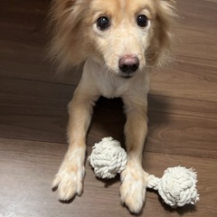 ミックス犬　8歳　女の子