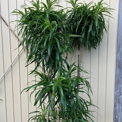 観葉植物　ドラセナ　リフレクサの画像