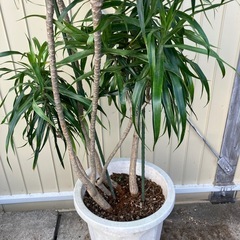 観葉植物　ドラセナ　リフレクサの画像