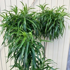 観葉植物　ドラセナ　リフレクサの画像