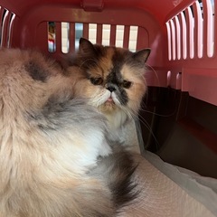 エキゾチックショートヘア