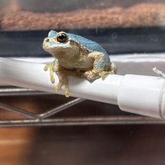 アマガエルの画像