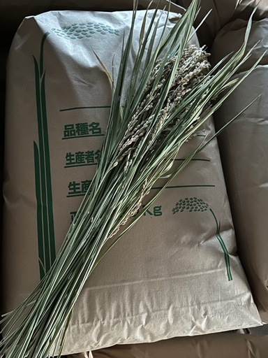 お米　新米　豊コシヒカリ　玄米NO4