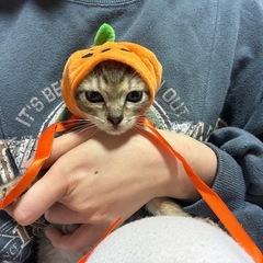 おちびだけど勇敢なぼく！