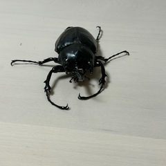 レックスゾウカブト　オス単2の画像
