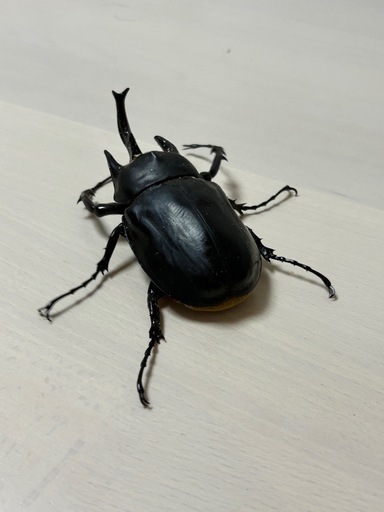 お取引決まっております。