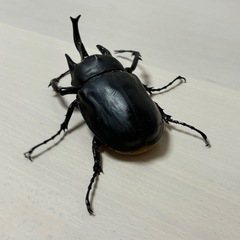 レックスゾウカブト　オス単2の画像