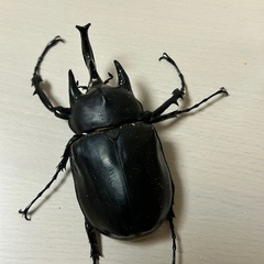 レックスゾウカブト　オス単2の画像