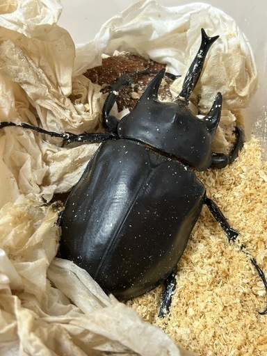 レックスゾウカブト　オス単2