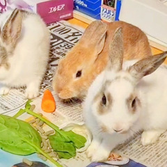 うさぎ