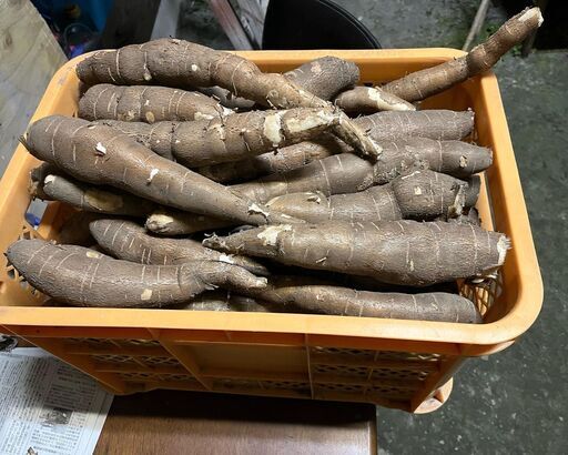 キャッサバ芋MandiocasYuka1kg700円（無農薬、有機栽培