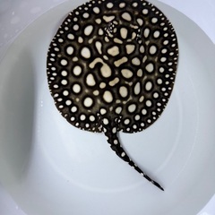 ダイヤモンドポルカ　メスの画像