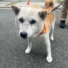 この子に穏やかな余生の場所を…