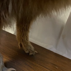 たぬきの剥製の画像
