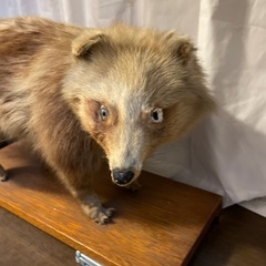 たぬきの剥製の画像