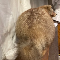 たぬきの剥製の画像