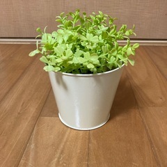 観葉植物（造花）2つセット入れ物はブリキですの画像