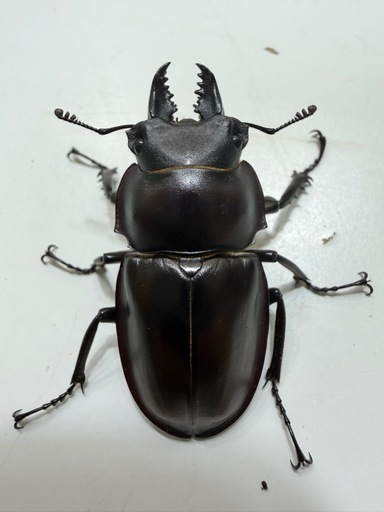 ヤエヤママルバネクワガタ