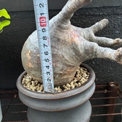 パキポディウムグラキリスの画像