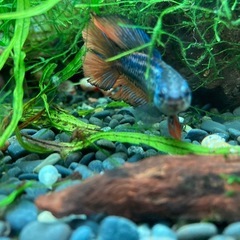 ベタ若魚プラカット系の画像