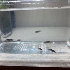 ベタ若魚プラカット系の画像