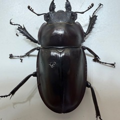 ヤエヤママルバネくwクワガタの画像