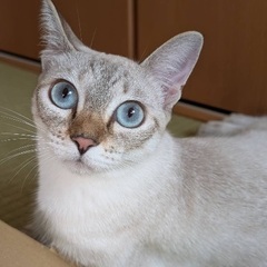 ブルーアイが美しい💙美人すぎる猫