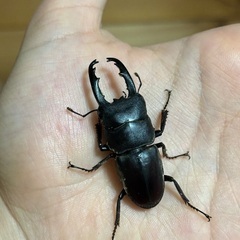 タウルスヒラタクワガタの画像