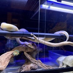 ボールパイソン　カリフォルニアキングスネーク