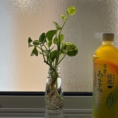 観葉植物の画像