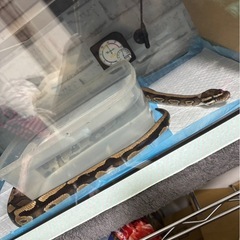 ボールパイソン♂ スパークイエローベリー