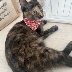 サビ柄あんちゃん里親募集中‼️【お話中】