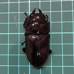 【ネット決済 配送可】 能勢YG 国産オオクワガタ ♂1♀2計3匹 80.4 52.4 50.1の画像