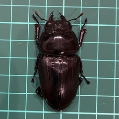 【ネット決済 配送可】 能勢YG 国産オオクワガタ ♂1♀2計3匹 80.4 52.4 50.1の画像