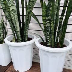 サンスベリア・ゼラニカ　の画像