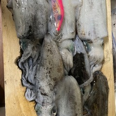 アジング、エギ，プロスピしてる人募集 - その他