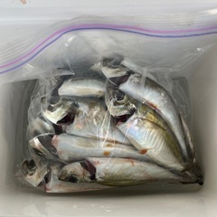 アジング、エギ，プロスピしてる人募集 - 松山市