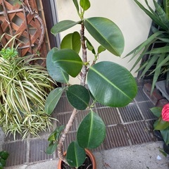 観葉植物　ゴムの木　高さ１２５センチの画像